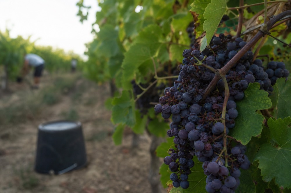 Grape clusters ripening on the vine close up in late summer, no text, no logos, no people