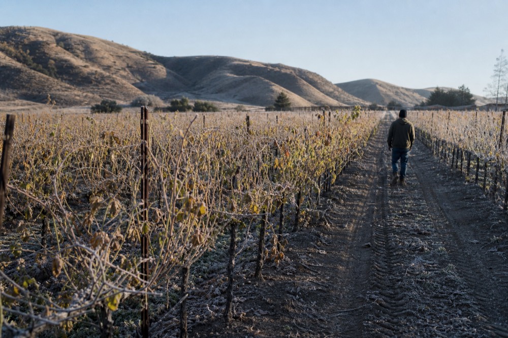 Rows of grapevines stretching across a valley floor in Valle de Guadalupe, no text, no logos, no people.