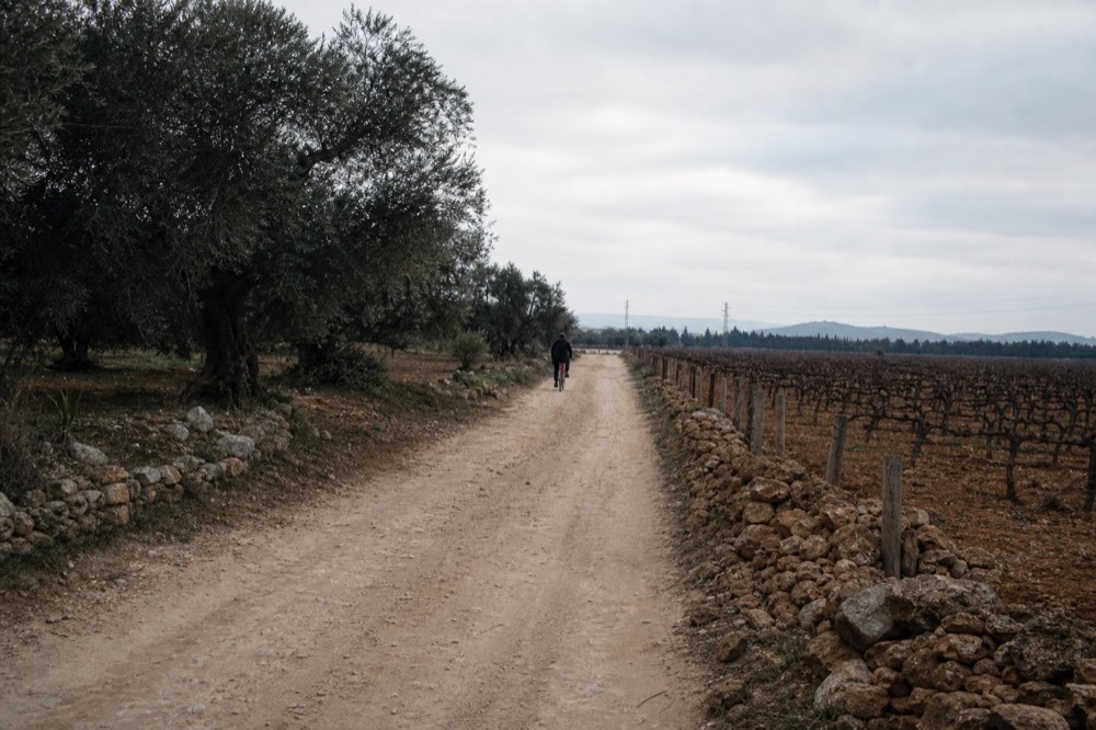 A quiet country road lined with grapevines and olive trees in Valle de Guadalupe, no text, no logos, no people